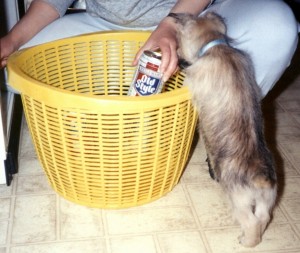 Gus checks out a beer in the laundry basket