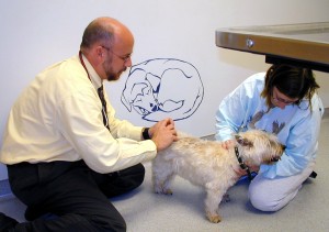 Dr. Mark Hanks giving Gus an acupuncture treatment