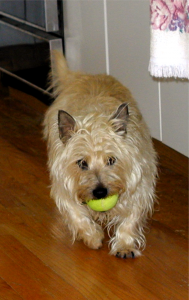 Playing Tennis Ball with Gus