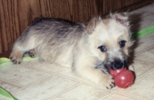Gus as a puppy with his first Kong