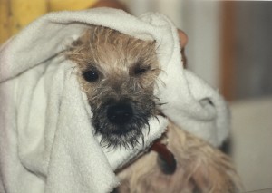 Gus as a puppy - first bath