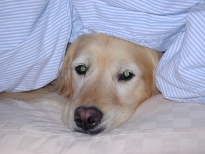 Tikken under the duvet