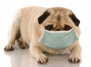 Pug in mask-canstockphoto2476742