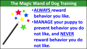 Dog training green acres kennel shop blog