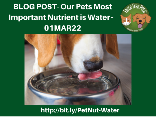 https://blog.greenacreskennel.com/wp-content/uploads/2022/02/BLOG-POST-Our-Pets-Most-Important-Nutrient-%E2%80%93-Water%E2%80%93-2022-03-01.png