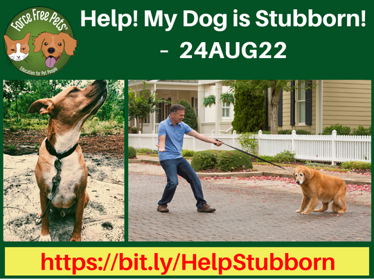 Help! My Dog Is Stubborn! – Green Acres Kennel Shop Blog